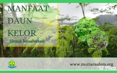 MANFAAT DAUN KELOR UNTUK KESEHATAN