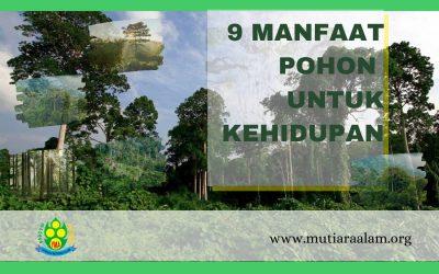 MANFAAT POHON BAGI KEHIDUPAN